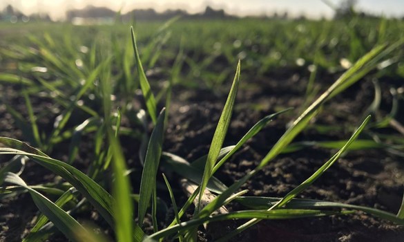 Winter barley on cold winters morning.